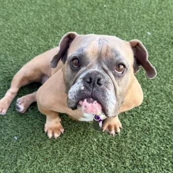 English Bulldog Dogs Available for Adoption in Los Angeles, California - Marmalade | PetCurious
