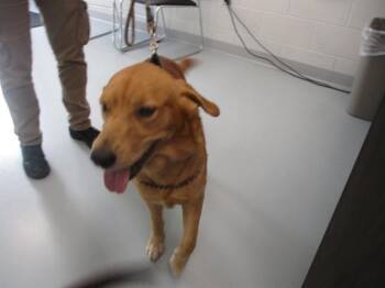 A390652 -  Golden Retriever Dog for Adoption in Ocala, Florida - A390652 | PetCurious