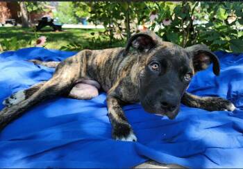 Doug -  Boxer Dog for Adoption in Chicago, Illinois - Doug | PetCurious