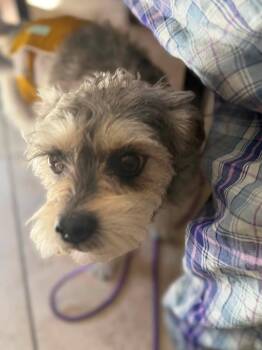 Gary Orcam Oliver Magma Ichabod the Deceiver (Goomi) -  Schnauzer and Terrier Dog for Adoption in Millcreek, Utah - Gary Orcam Oliver Magma Ichabod The Deceiver (Goomi) | PetCurious