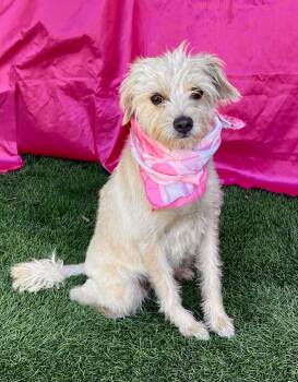 LULU -  Terrier Dog for Adoption in Rowland Heights, California - LULU | PetCurious