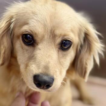 Spaniel and Mixed Breed Dogs Available for Adoption in Fresno, California - Blondie | PetCurious