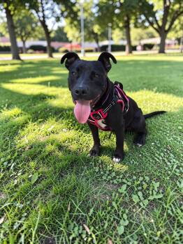 Poppy -  Mixed Breed Dog for Adoption in Memphis, Tennessee - Poppy | PetCurious
