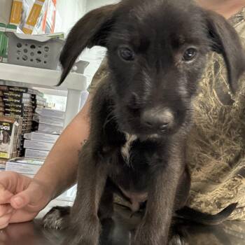 Labrador Retriever and Mixed Breed Dogs Available for Adoption in Clanton, Alabama - Harley | PetCurious