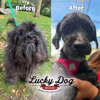 Sprocket -  Mixed Breed Dog for Adoption in Stamford, Connecticut - Sprocket | PetCurious