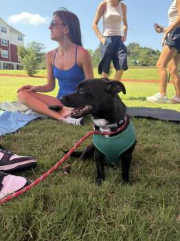 Bippity -  Chihuahua Dog for Adoption in Colbert, Georgia - Bippity | PetCurious