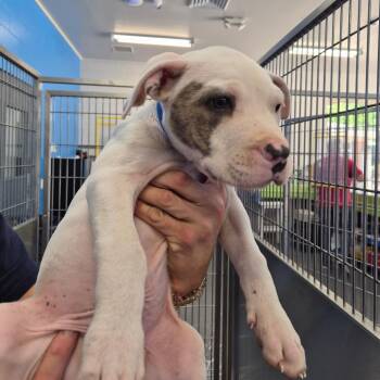 Pit Bull Terrier Dogs Available for Adoption in Montgomery, Alabama - Silk | PetCurious
