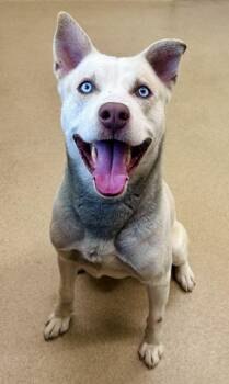 MAXIMO -  Siberian Husky Dog for Adoption in Derwood, Maryland - MAXIMO | PetCurious