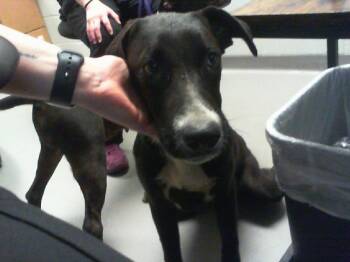 A1268788 -  Labrador Retriever and German Shepherd Dog Dog for Adoption in Charlotte, North Carolina - A1268788 | PetCurious