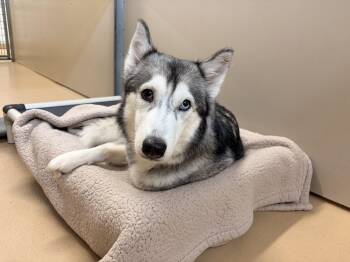 Lola -  Siberian Husky Dog for Adoption in Saint Charles, Missouri - Lola | PetCurious