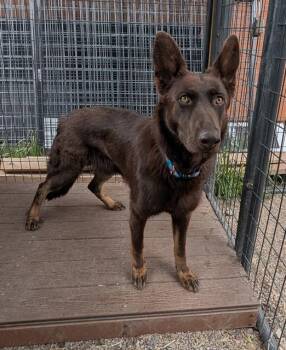 German Shepherd Dog Dogs Available for Adoption in Frisco, Colorado - LUMINE | PetCurious