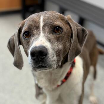 Mixed Breed Dogs Available for Adoption in Monticello, Iowa - Sir Grey | PetCurious