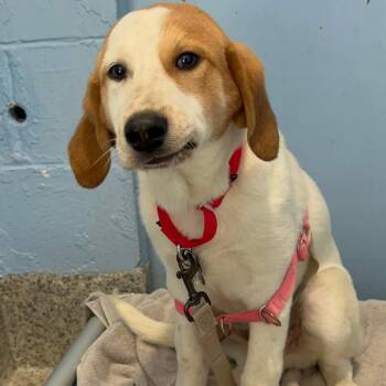 Huckleberry -  Hound and Mixed Breed Dog for Adoption in Falls Church, Virginia - Huckleberry | PetCurious