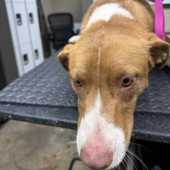 Red Green -  Labrador Retriever and Mixed Breed Dog for Adoption in Madisonville, Kentucky - Red Green | PetCurious