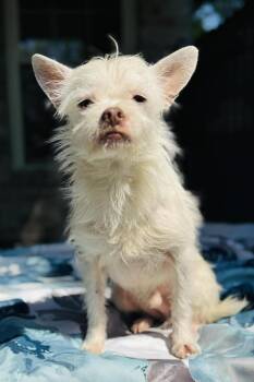 Terrier Dogs Available for Adoption - George | PetCurious