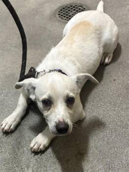TYSON -  Parson Russell Terrier and Mixed Breed Dog for Adoption - TYSON | PetCurious
