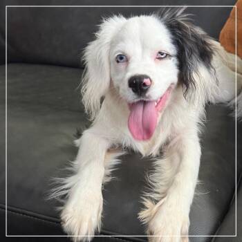 Joy -  English Springer Spaniel Dog for Adoption in Little Rock, Arkansas - Joy | PetCurious