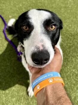 Zip -  Mixed Breed Dog for Adoption in Wichita, Kansas - Zip | PetCurious