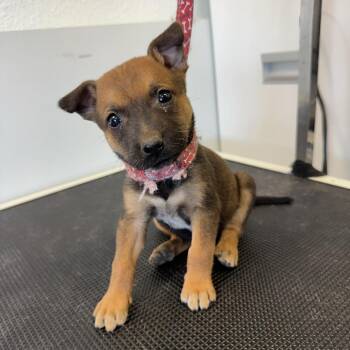Cattle Dog Dogs Available for Adoption - Hurricane Barry | PetCurious