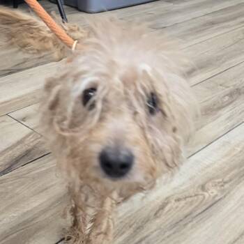 Miniature Poodle Dogs Available for Adoption in Newark, New Jersey - Taz | PetCurious