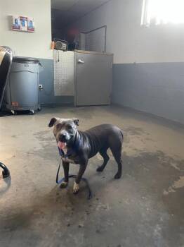 QUEEN -  American Staffordshire Terrier Dog for Adoption in Tallahassee, Florida - QUEEN | PetCurious