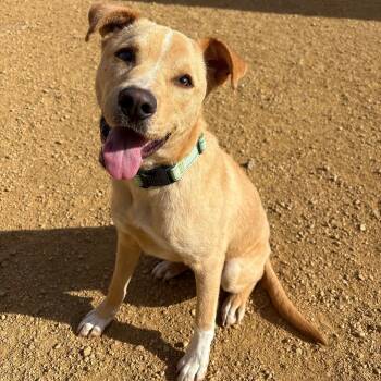 Rescue Mixed Breed Dogs for Adoption in Bentonville, Arkansas - Walter | PetCurious