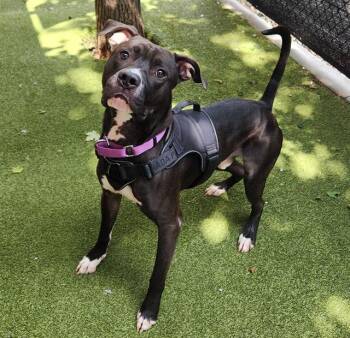 SHADOWBANDIT -  Pit Bull Terrier and Mixed Breed Dog for Adoption in Minneapolis, Minnesota - SHADOWBANDIT | PetCurious