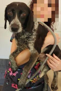 Ada *Adopt or Foster* -  Beagle Dog for Adoption in Fairfax, Virginia - Ada *Adopt Or Foster* | PetCurious