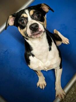 SKUNK -  Parson Russell Terrier and Chihuahua Dog for Adoption in Clyde, North Carolina - SKUNK | PetCurious