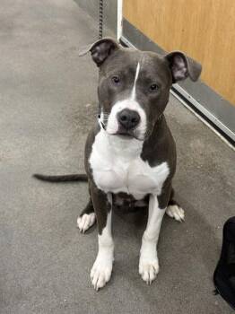 Pit Bull Terrier Dogs Available for Adoption - GHOST | PetCurious