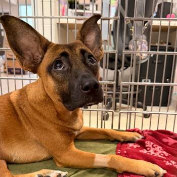 Brownie -  Mixed Breed Dog Available for Adoption in Indianapolis, Indiana - Brownie | PetCurious