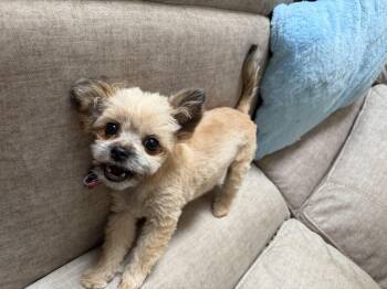 NO ONE CUTER -  Shih Tzu and Poodle Dog for Adoption in Northwood, Ohio - NO ONE CUTER | PetCurious