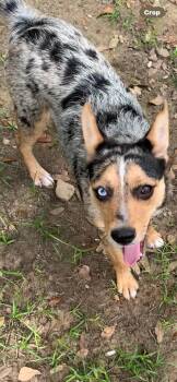 Australian Shepherd Dogs Available for Adoption in The Woodlands, Texas - Millie | PetCurious