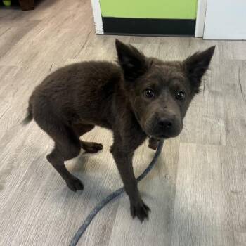 Zola -  Shar Pei and Mixed Breed Dog for Adoption in Emporia, Kansas - Zola | PetCurious