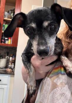 Rescue Dachshund Dogs for Adoption in Woodstock, Georgia - Rachel | PetCurious