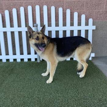 EVEREST -  German Shepherd Dog Dog for Adoption in Modesto, California - EVEREST | PetCurious