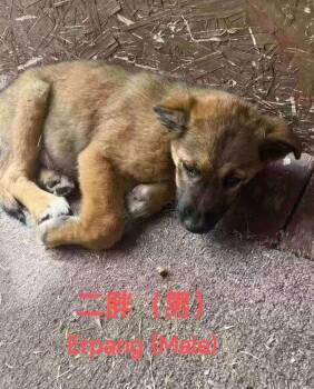 Anza-Erpang -  Labrador Retriever and Australian Shepherd Dog for Adoption in Bonita, California - Anza-Erpang | PetCurious