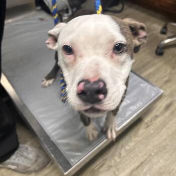 Mixed Breed Dogs Available for Adoption in Summerville, South Carolina - Lydia | PetCurious