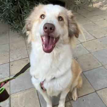 Tutu -  Caucasian Sheepdog Caucasian Ovtcharka and Canaan Dog Dog for Adoption in New York, New York - Tutu | PetCurious