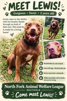 Lewis -  Terrier Dog for Adoption in Peconic, New York - Lewis | PetCurious
