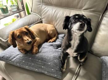 Rescue Chihuahua and Poodle Dogs for Adoption in Los Angeles, California - Gracie - Bonded With George - Las Vegas | PetCurious