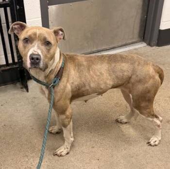 Camila -  Pit Bull Terrier Dog for Adoption in Cleveland, Ohio - Camila | PetCurious