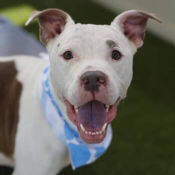 EMMETT -  American Staffordshire Terrier Dog for Adoption in San Antonio, Texas - EMMETT | PetCurious