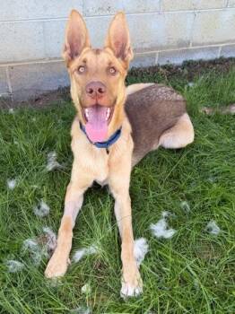 Maximus -  German Shepherd Dog Dog for Adoption in Malvern, Pennsylvania - Maximus | PetCurious