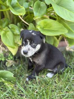 Catahoula Leopard Dog and Australian Shepherd Dogs Available for Adoption - Amethyst | PetCurious