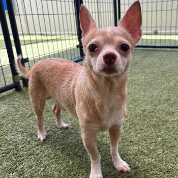 Chihuahua Dogs Available for Adoption in Titusville, Florida - Paw Paw | PetCurious