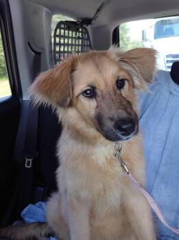 Lucy -  Shepherd and Golden Retriever Dog for Adoption in Falls Church, Virginia - Lucy | PetCurious