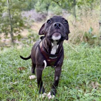 Jessie -  English Bulldog and Mixed Breed Dog for Adoption in East Hampton, New York - Jessie | PetCurious
