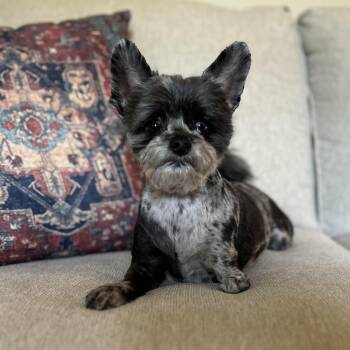 Pi -  Shih Tzu Dog for Adoption in Tuscaloosa, Alabama - Pi | PetCurious