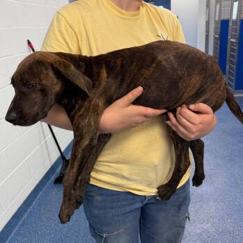 Rottweiler Dogs Available for Adoption in Tarboro, North Carolina - 26-113 Tugboat | PetCurious